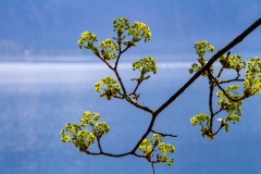 Frühling in Pahna